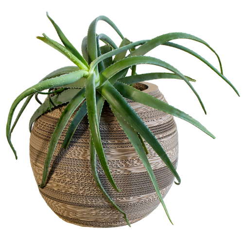XL cardboard plant pot