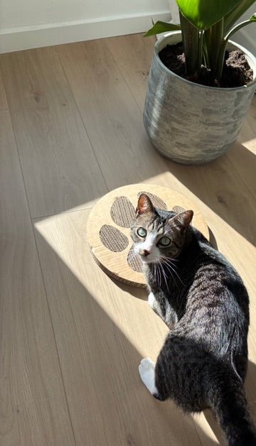 Cardboard DIY Cat Scratching Post