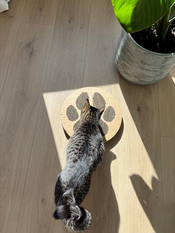 Cardboard DIY Cat Scratching Post