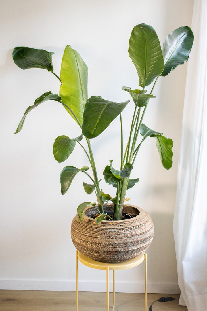 Kartonnen plantenpot monstera