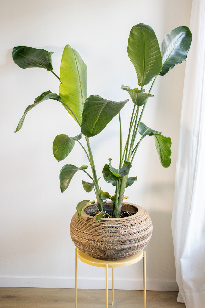 Kartonnen plantenpot monstera
