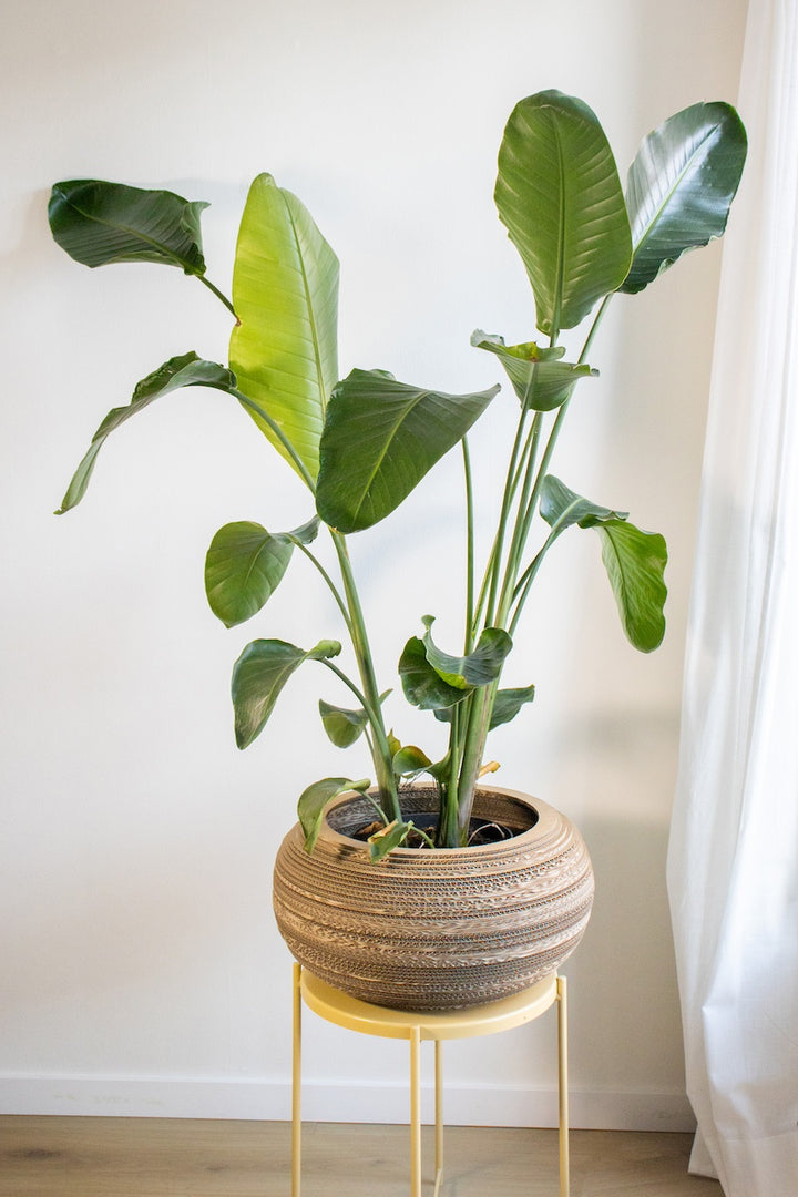 Kartonnen plantenpot monstera