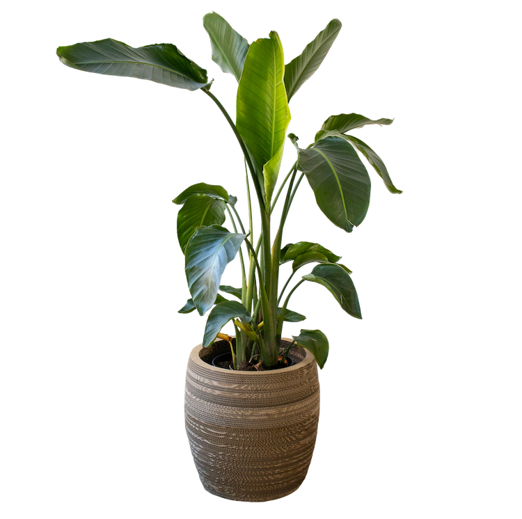 Cardboard Plant Pot XL Cyperus | Flower Pot – Kartent