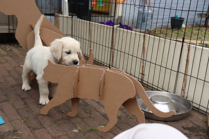 Cardboard cat