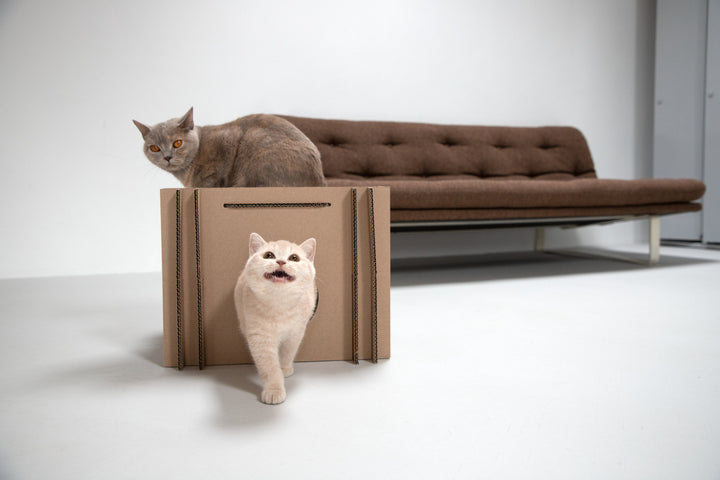 Katzenwürfel aus Pappe