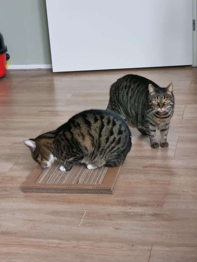 Cardboard DIY Cat Scratching Post