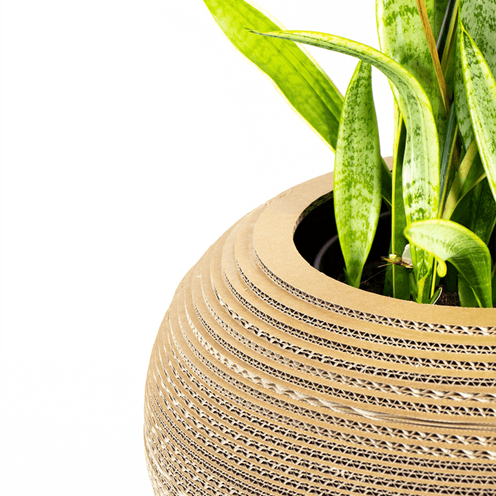 Kartonnen plantenpot monstera