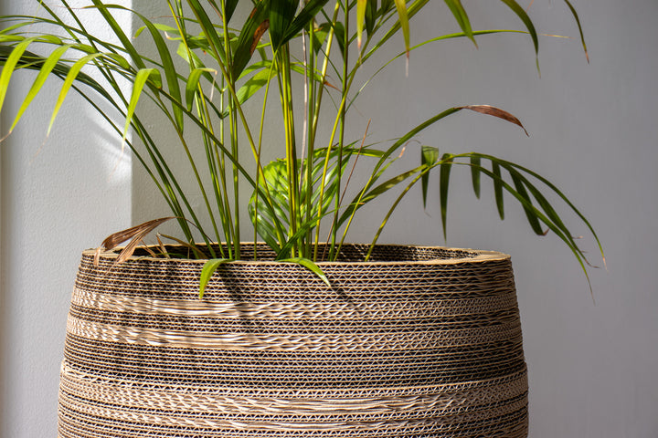 large cardboard plant pots Cardboard Plant Pot XL Cyperus