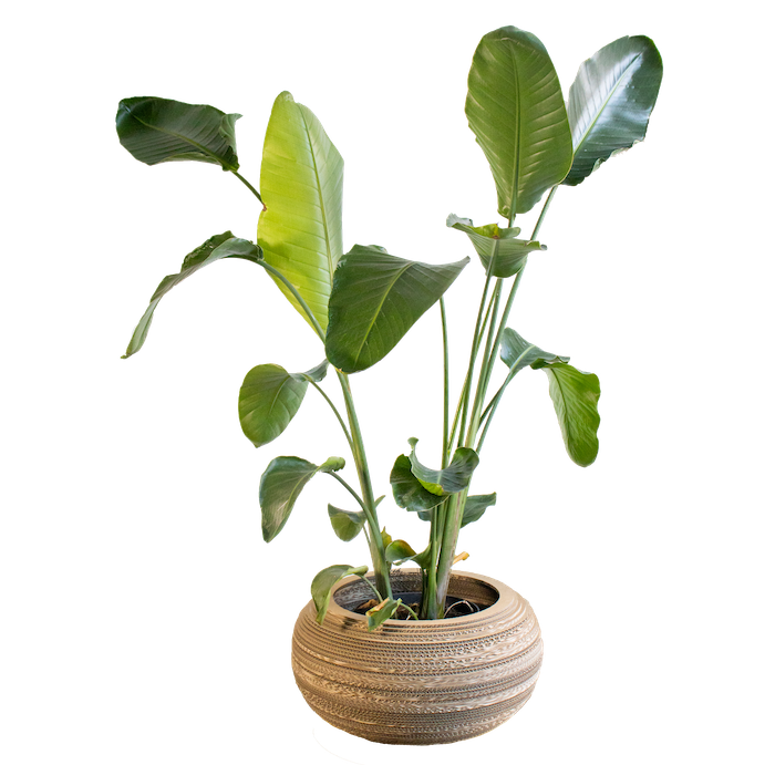 Kartonnen plantenpot monstera