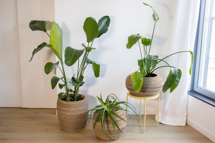 Kartonnen plantenpot monstera