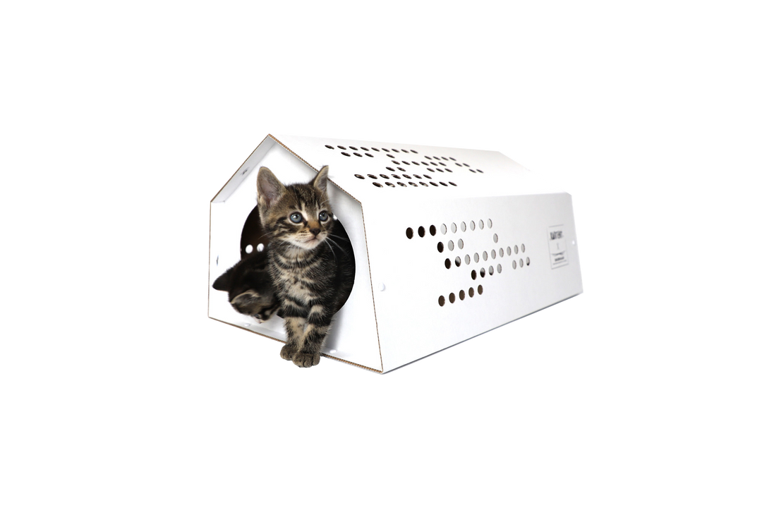 Cardboard cat tent