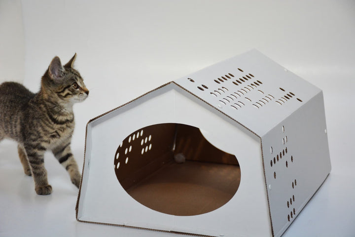 Cardboard cat tent