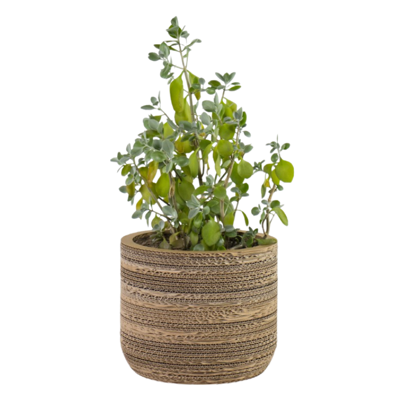 Kartonnen plantenpot Ficus