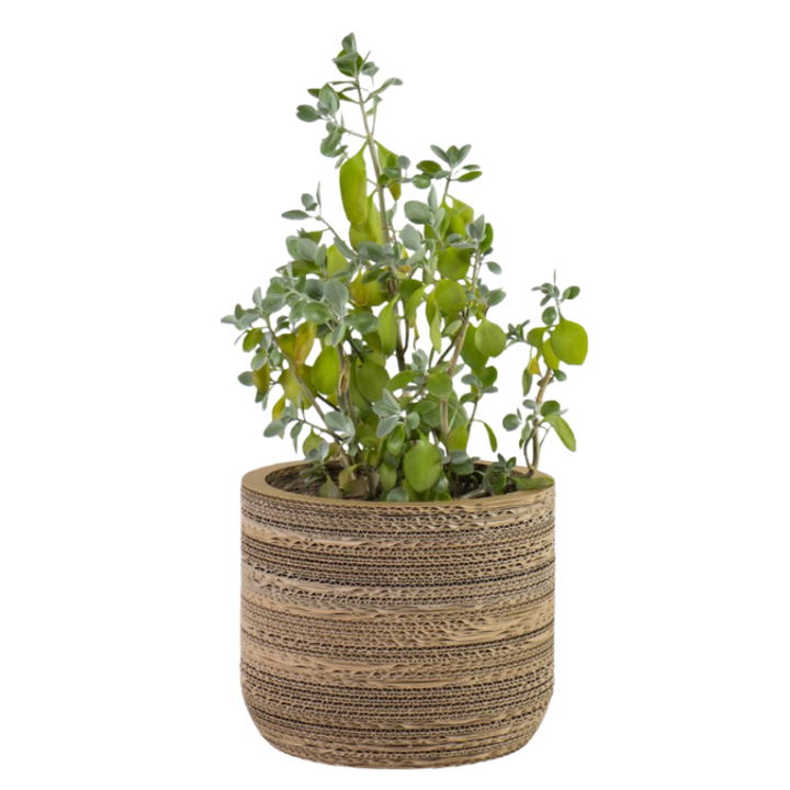 Kartonnen plantenpot Ficus