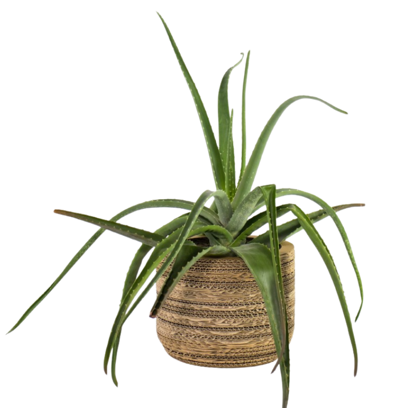 Kartonnen plantenpot Ficus