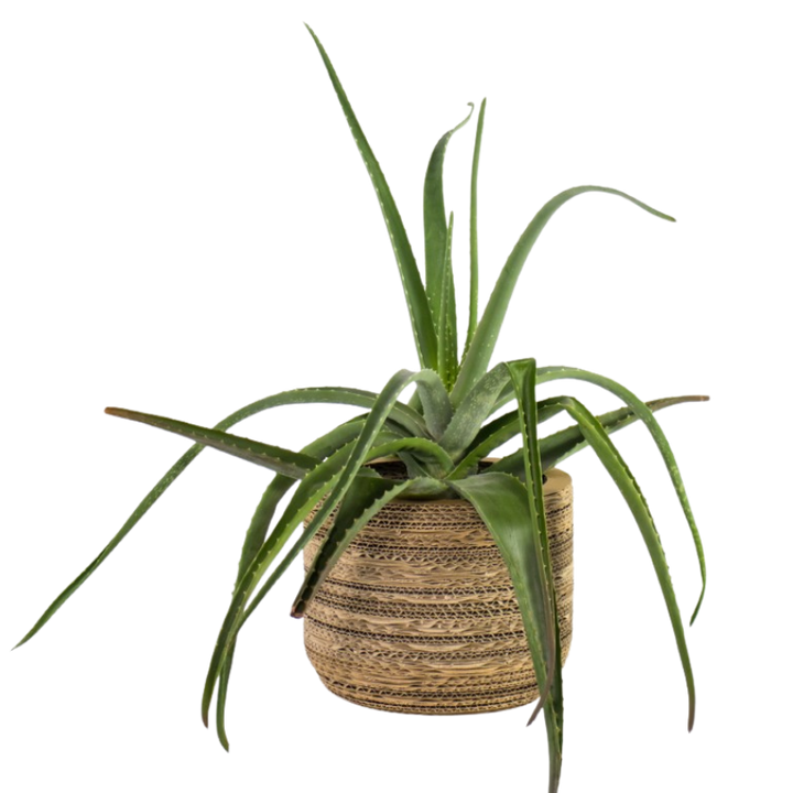 Kartonnen plantenpot Ficus