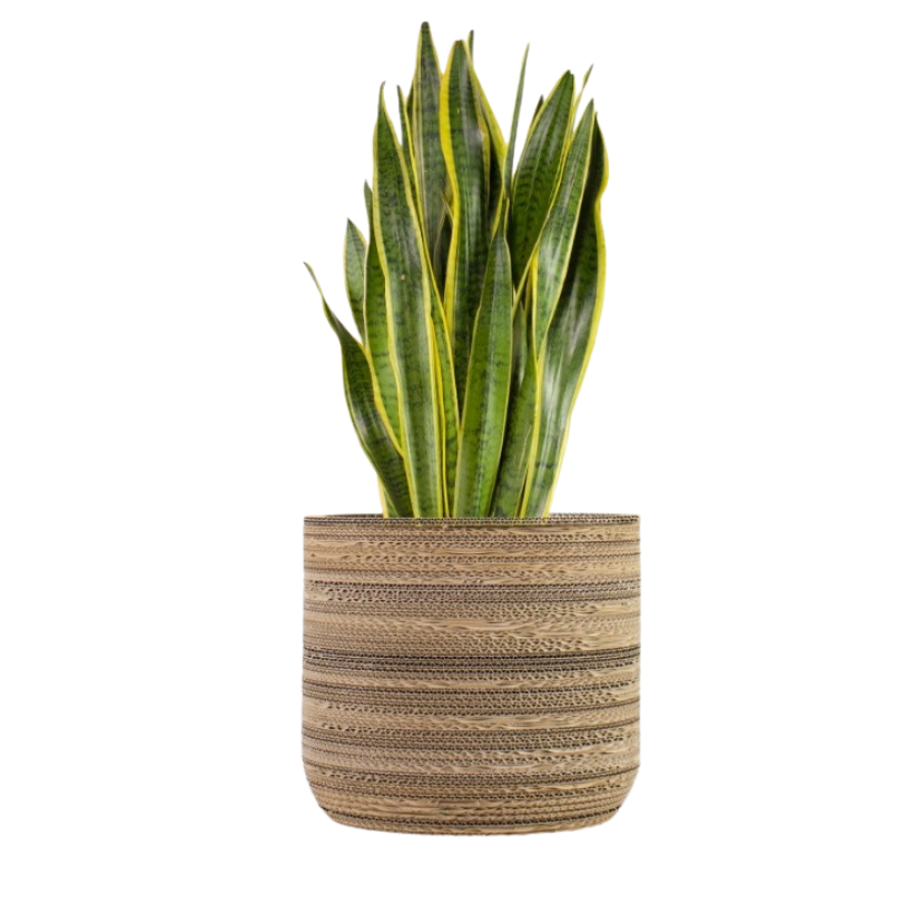 Kartonnen plantenpot Ficus