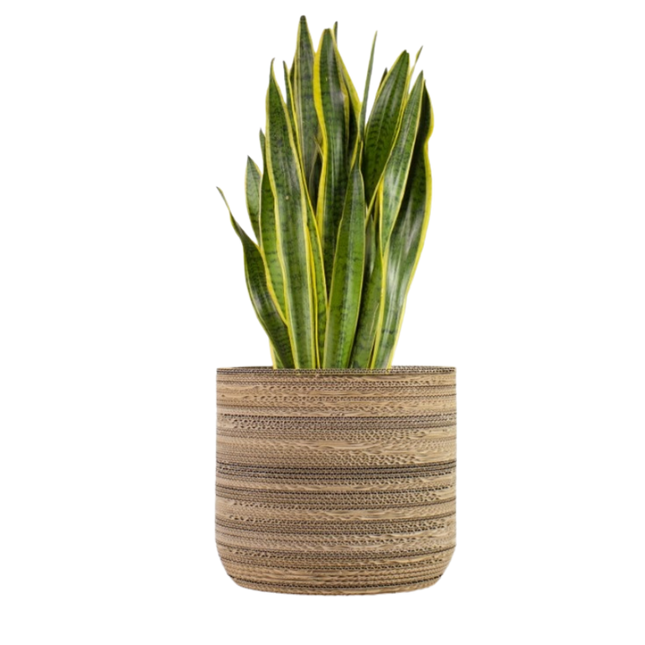 Kartonnen plantenpot Ficus