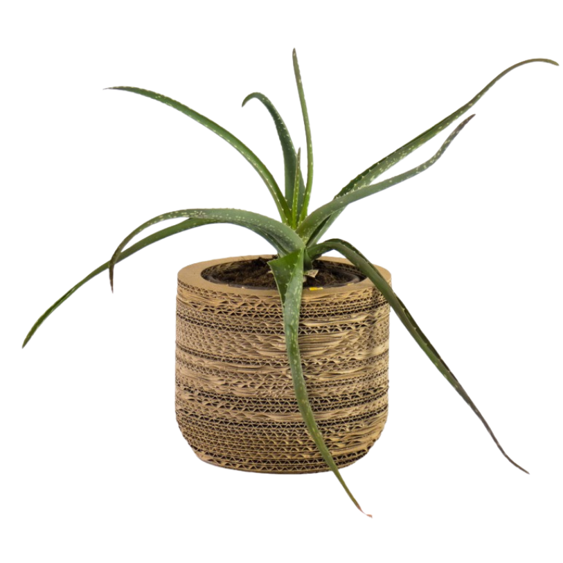 Kartonnen plantenpot Ficus