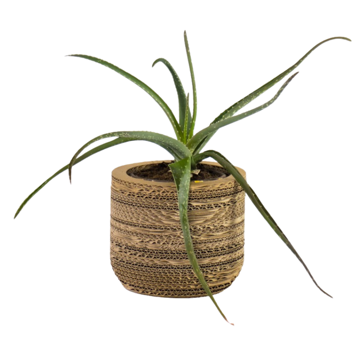 Kartonnen plantenpot Ficus