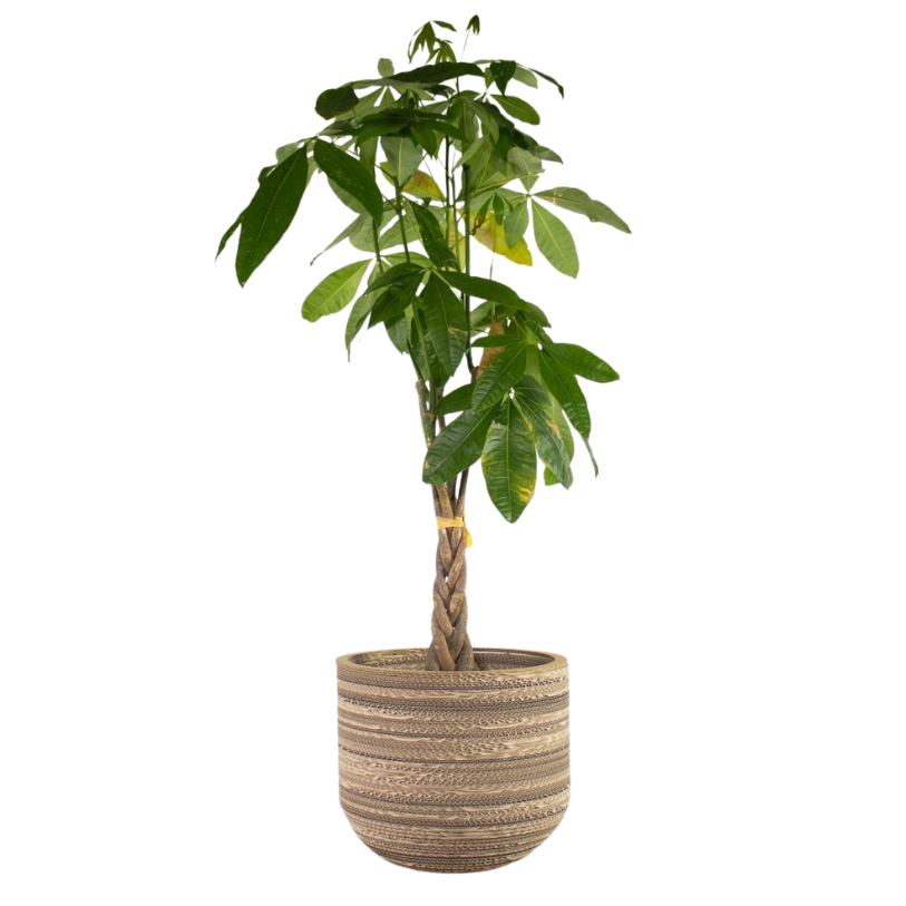 Kartonnen plantenpot Ficus