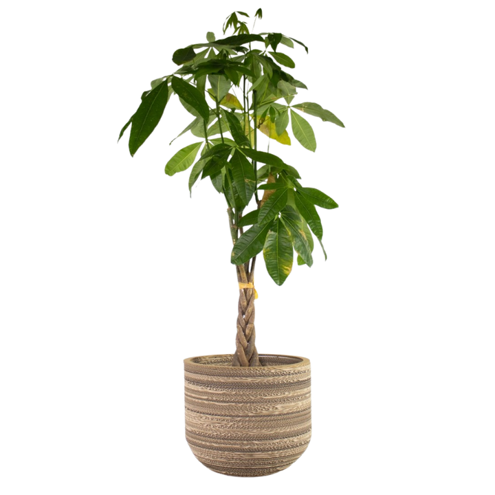 Kartonnen plantenpot Ficus
