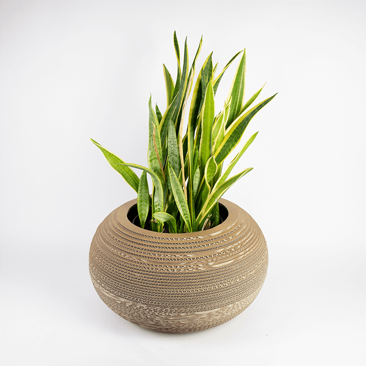 Kartonnen plantenpot monstera