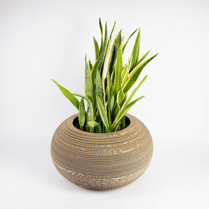 Kartonnen plantenpot monstera